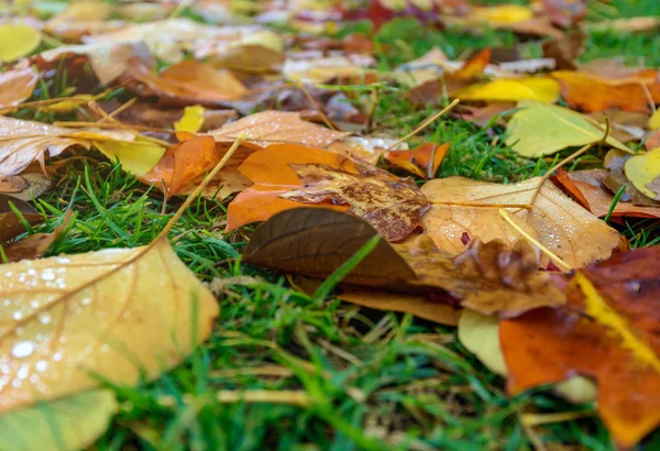 Natte en kleurrijke Herfstbladeren — Stockfoto