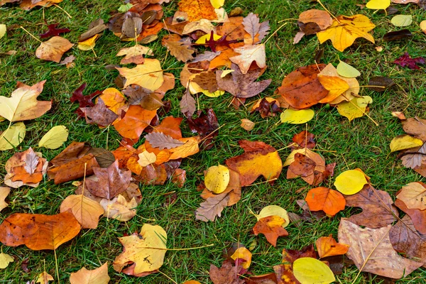 Natte en kleurrijke Herfstbladeren — Stockfoto