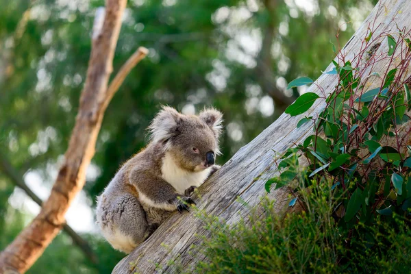 Koala medve felkapaszkodott egy fára — Stock Fotó