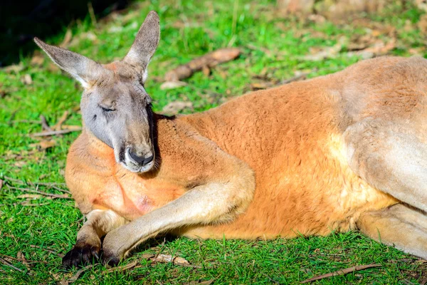 Tembel Avustralya kanguru — Stok fotoğraf