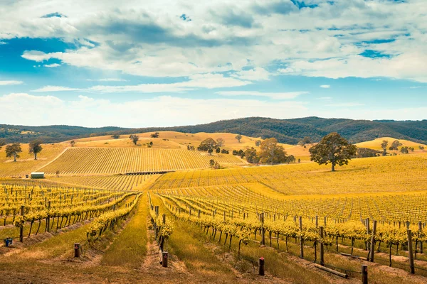 Vale do vinho em Barossa — Fotografia de Stock