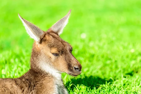 Leniwy australijski kangur — Zdjęcie stockowe