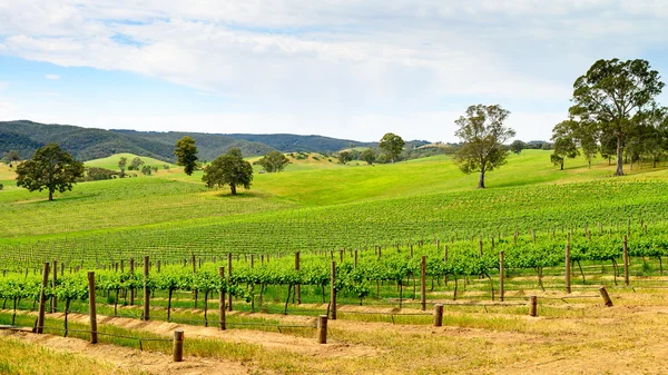 Vale do vinho em Barossa — Fotografia de Stock