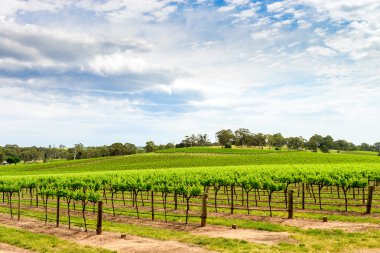 Barossa valley winery
