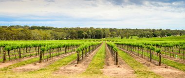 Barossa valley winery