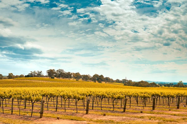 Wine valley in Barossa — Stock Photo, Image