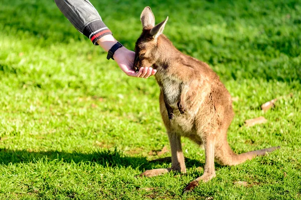 Годування кенгуру з рук — стокове фото