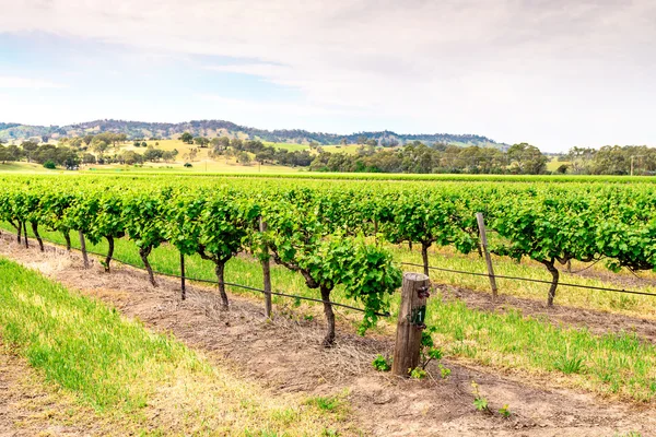 Barossa Valley üzüm bağları, Güney Avustralya — Stok fotoğraf