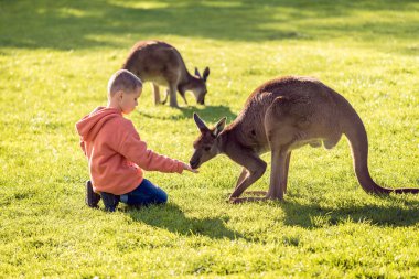 Boy feeding kangaroo clipart