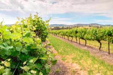 Barossa üzüm üzüm