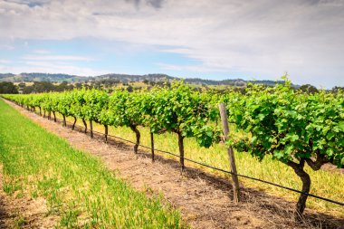 Barossa üzüm üzüm