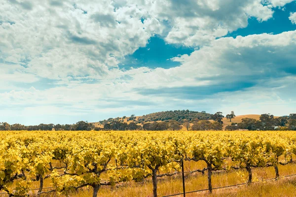 Vale do vinho em Barossa, Austrália do Sul — Fotografia de Stock