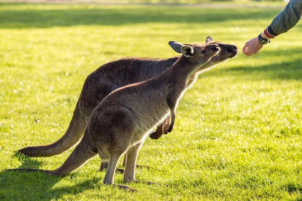 Людина годування кенгуру в Австралії — стокове фото