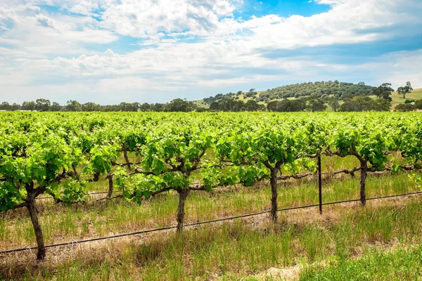 Vinrankor i Barossa — Stockfoto