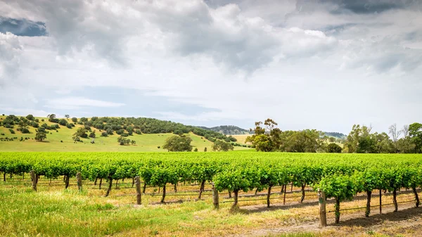 Viñas de uva en Valle de Barossa — Foto de Stock