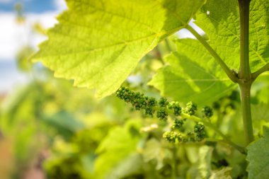 Barossa Valley üzüm üzüm