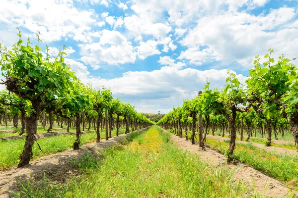 Uvas em Barossa — Fotografia de Stock