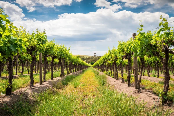 Vinrankor i Barossa — Stockfoto