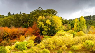 renkli sonbahar ağaçlar
