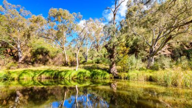 Aydınlık bir günde Nehir Ulusal Parkı 'nda yürüyüş yolu