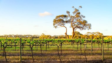 Gün batımında üzüm bağıyla Gumtree, McLaren Vale, Güney Avustralya