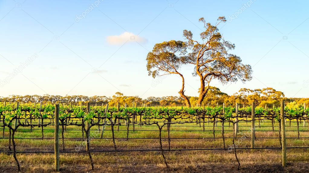 Gumtree with vineyard at sunset, McLaren Vale, South Australia