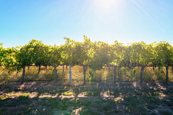 Αμπελώνες Coonawarra Από Riddoch Hwy Νότια Αυστραλία — Φωτογραφία Αρχείου