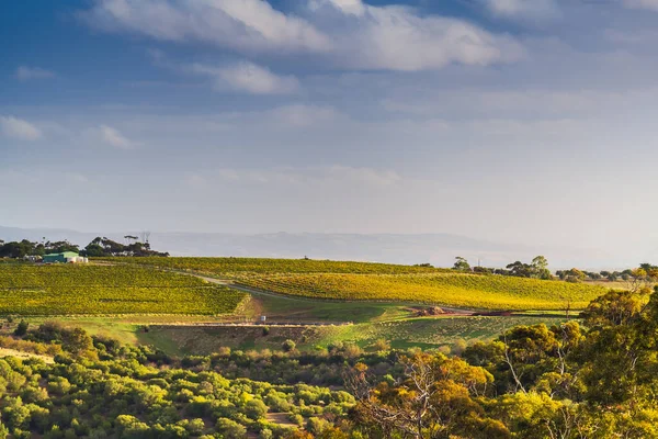 Wijngaarden Bij Mclaren Vale Bij Zonsondergang Zuid Australië — Stockfoto