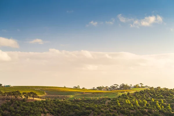 Mclaren Vale Vineyards Tramonto Australia Meridionale — Foto Stock