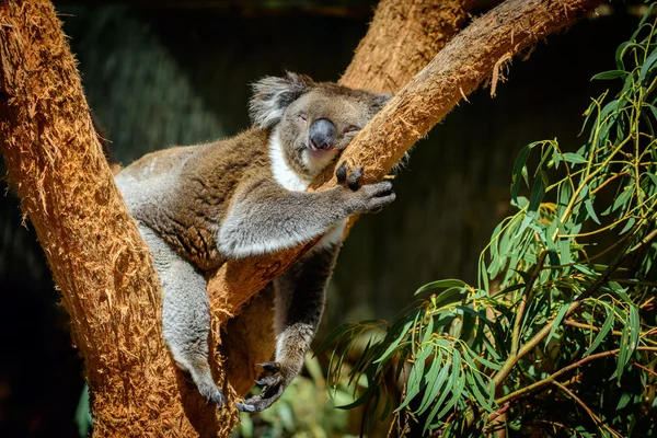 bir ağaç üzerinde Koala