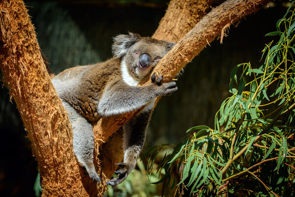 Koala on a tree