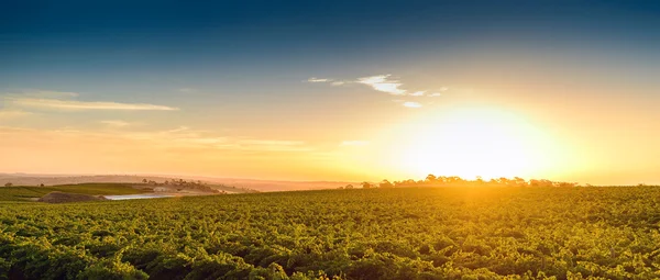 Valle del vino — Foto de Stock