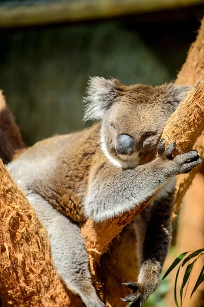 Австралійський Коала носять — стокове фото