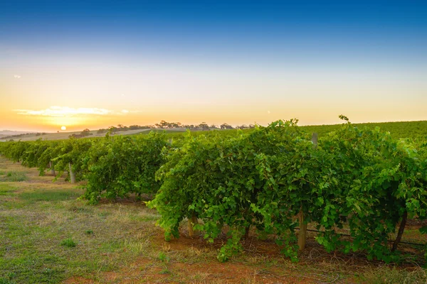 Valle del vino — Foto Stock