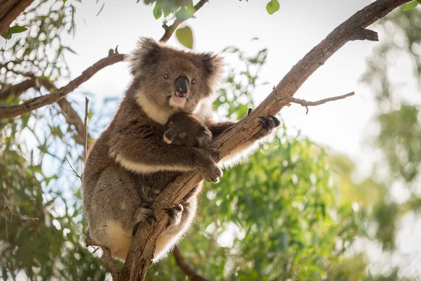 Miś Koala z jej dziecko — Zdjęcie stockowe