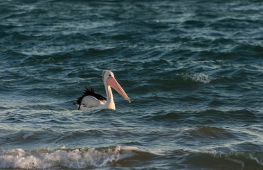 Pelican swimming in the sea clipart