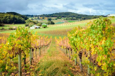 Autumn Wine valley  clipart