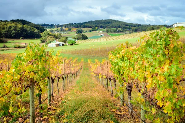 Outono vale do vinho — Fotografia de Stock