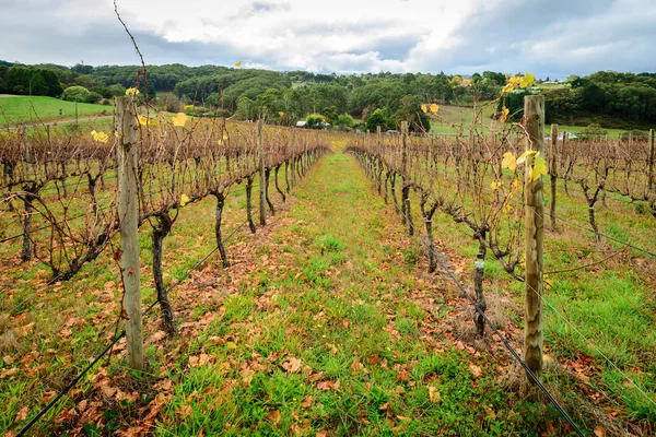 Hösten Wine valley — Stockfoto