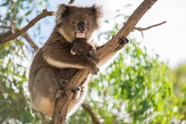 Koala dziecko i matka koala — Zdjęcie stockowe