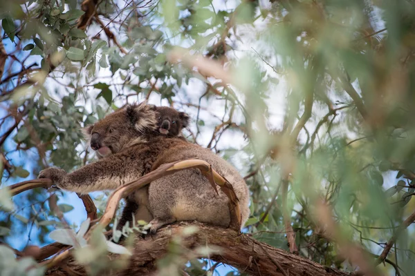 Urso Koala e seu bebê — Fotografia de Stock