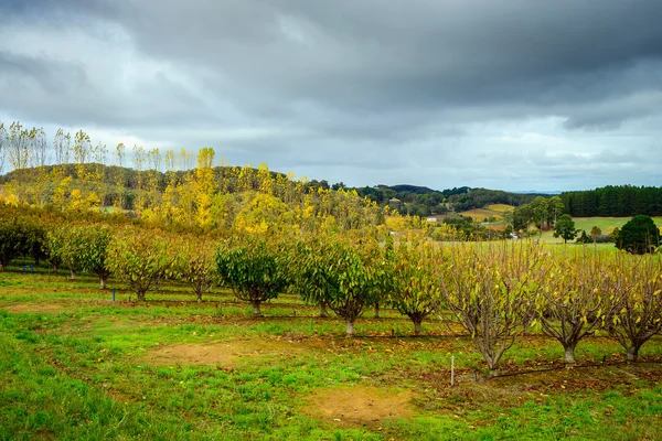 Alberi d'autunno in giardino, Australia Meridionale — Foto Stock