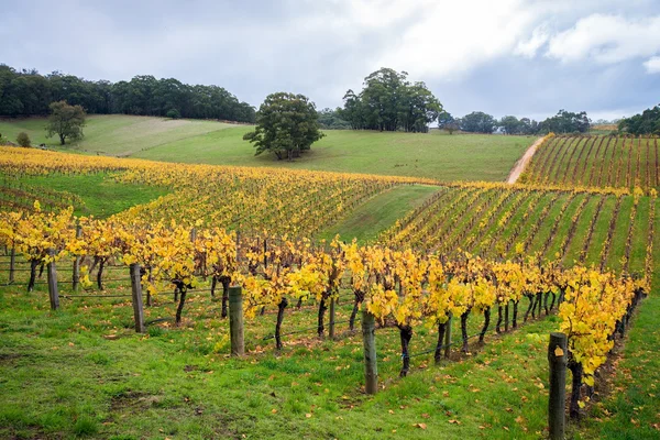 Färgglad vingård på hösten — Stockfoto