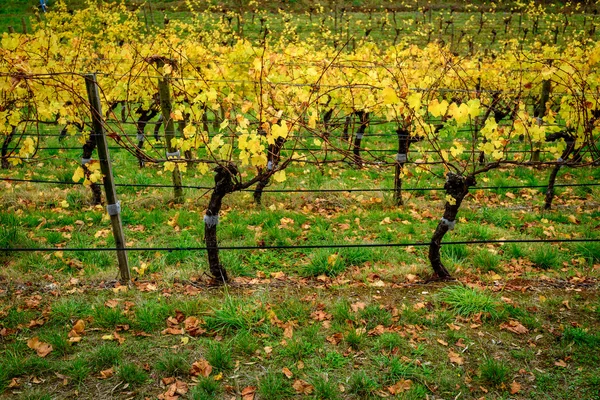 Colorido viñedo en otoño — Foto de Stock