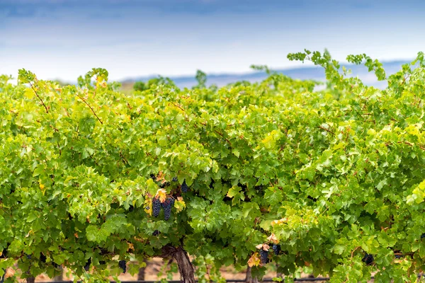 Valle del vino dell'Australia, regione di Barossa, Australia Meridionale — Foto Stock