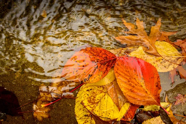 Herfstbladeren in de plas — Stockfoto