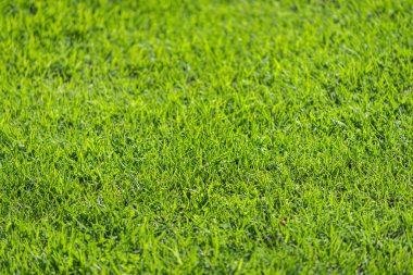 Taze yeşil çimenler