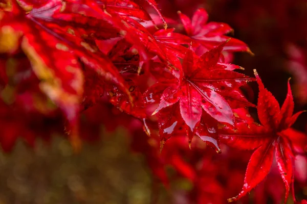 Red autumn leaves under the rain — Stock Photo, Image