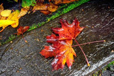 Yağmur altında sonbahar yaprakları