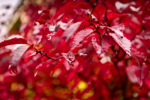 Hojas rojas de otoño bajo la lluvia. Marsala tonos de color . — Foto de Stock